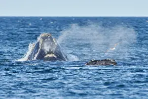 Augustin Esmoris: Southern Right Whale