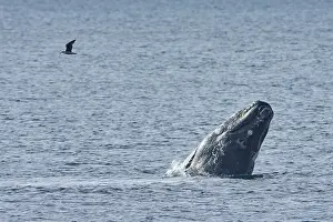 Augustin Esmoris: Southern Right Whale