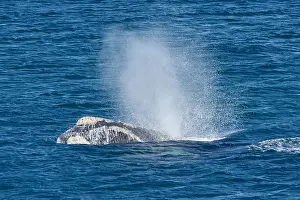 Augustin Esmoris: Southern Right Whale