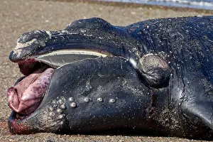 Augustin Esmoris: Southern Right Whale