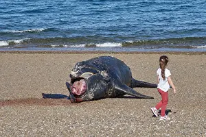 Augustin Esmoris: Southern Right Whale