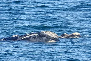 Augustin Esmoris: Southern Right Whale