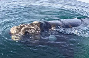 Augustin Esmoris: Southern Right Whale