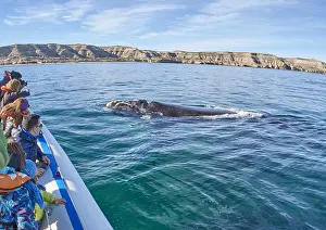 Tours: Southern Right Whale