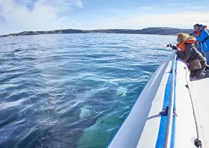 Tours: Southern Right Whale