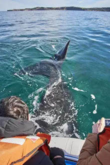 Tours: Southern Right Whale