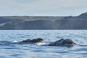 Augustin Esmoris: Southern Right Whale