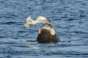 Augustin Esmoris: Southern Right Whale