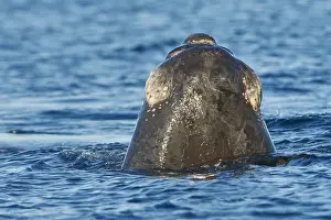 Augustin Esmoris: Southern Right Whale