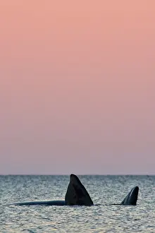 Augustin Esmoris: Southern Right Whale