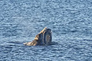 Augustin Esmoris: Southern Right Whale