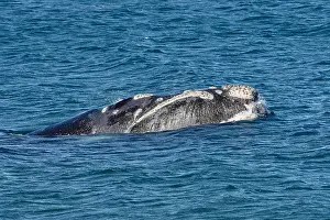 Augustin Esmoris: Southern Right Whale