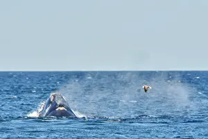 Augustin Esmoris: Southern Right Whale