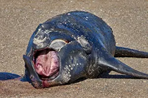 Augustin Esmoris: Southern Right Whale