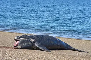 Augustin Esmoris: Southern Right Whale