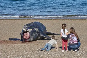 Augustin Esmoris: Southern Right Whale