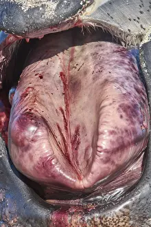 Augustin Esmoris: Southern Right Whale