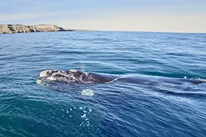 Augustin Esmoris: Southern Right Whale