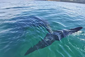 Augustin Esmoris: Southern Right Whale