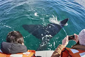 Tours: Southern Right Whale