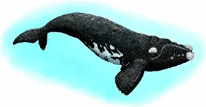 Eubalaena: Southern right whale