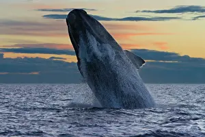 Eubalaena: Southern Right Whale - adult breaches