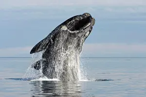Eubalaena: Southern Right Whale - adult breaching
