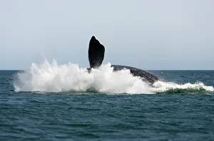 Breach: Southern Right Whale - Adult, falling back into