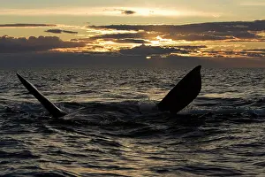 Eubalaena: Southern Right whale - adult whale resting at the