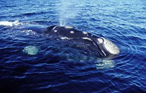 Spouting: Southern Right Whale - Blowing, Close-up showing