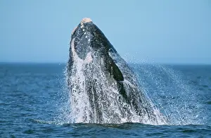 Hopping: Southern Right WHALE - breaching
