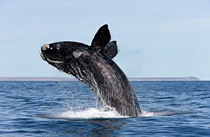 Flippers: Southern Right Whale - breaching