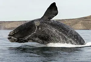 Flippers: Southern Right Whale - breaching