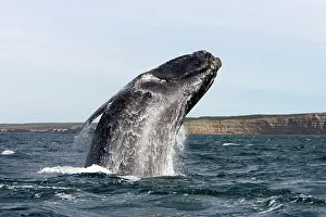 Eubalaena: Southern Right Whale - breaching