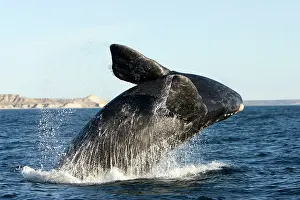 Eubalaena: Southern Right whale - calf breaching
