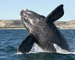 Eubalaena: Southern Right whale - calf, breaching