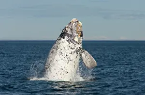 Normal: Southern Right Whale - Calf breaching. Each year