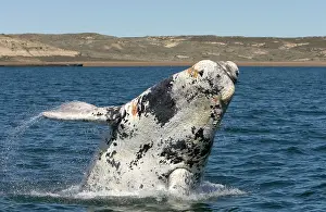 Normal: Southern Right Whale - Calf breaching. Each year
