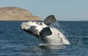 Normal: Southern Right Whale - Calf breaching. Each year