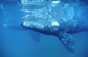 Visible: Southern Right Whale - Calf in foreground; mother