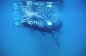 Visible: Southern Right Whale - Calf in foreground; mother