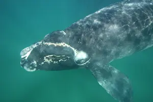 Note: Southern Right Whale - Calf. note aggregations