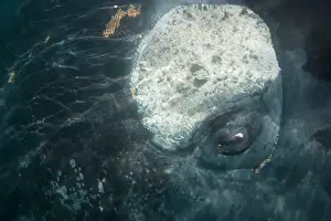 Eyebrows: Southern Right Whale - close-up of the eye area