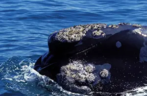 Barnacles: Southern Right Whale - Close-up, showing shape