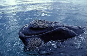 Callosities: Southern Right Whale - Close-up showing the shape