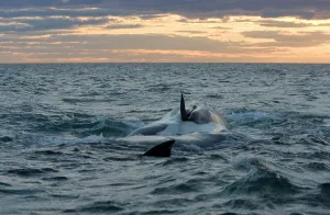 Alongside: Southern Right Whale - Courting. The animals are