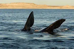 Roll: Southern Right whale - courtship, during an episode