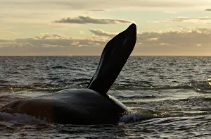 Eubalaena: Southern Right Whale - during an episode of courtship