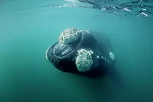 Unescos: Southern right whale, Eubalaena australis, Conservation