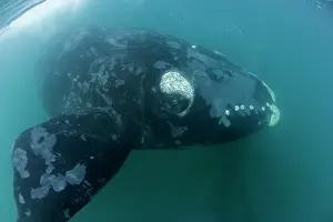 Unescos: Southern right whale, Eubalaena australis, Conservation